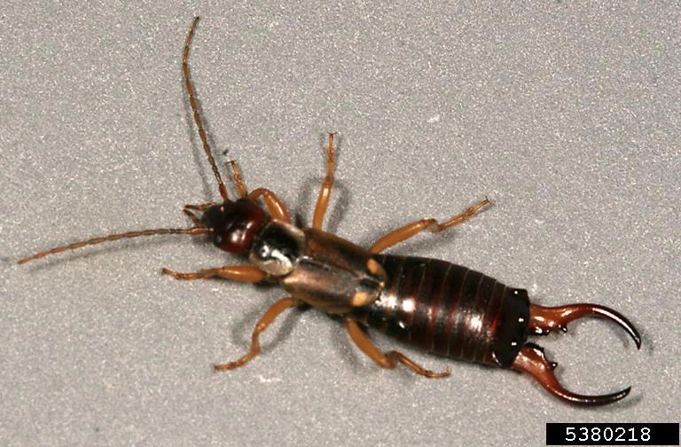 earwig picture 1